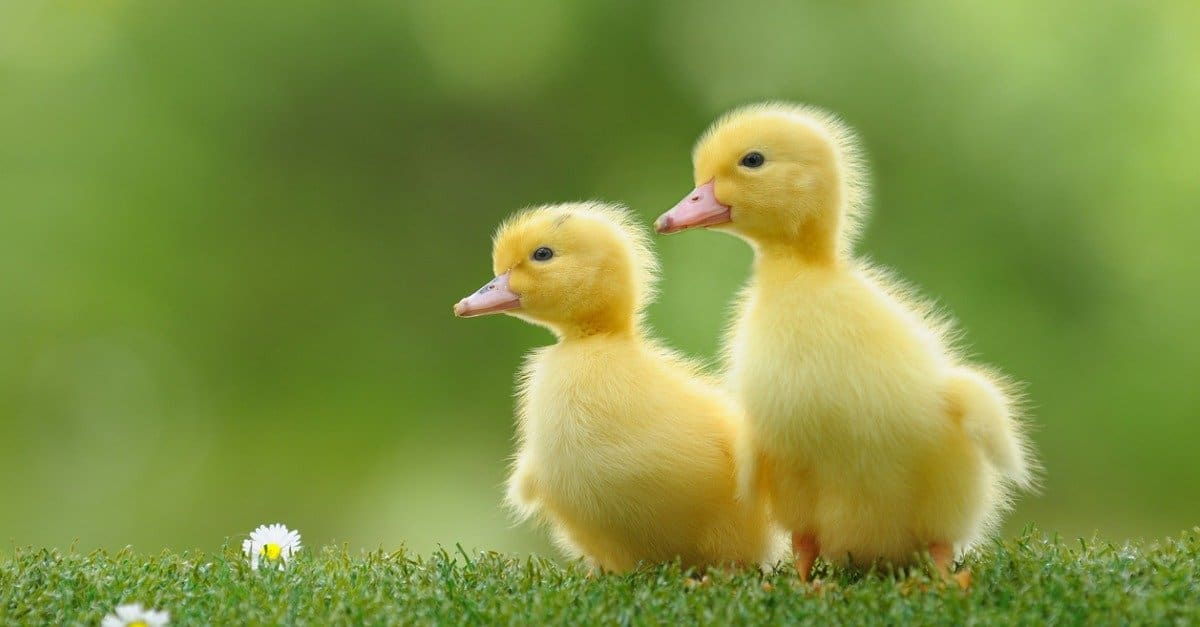 "I Love Little Baby Ducks" (Tom T. Holland)
